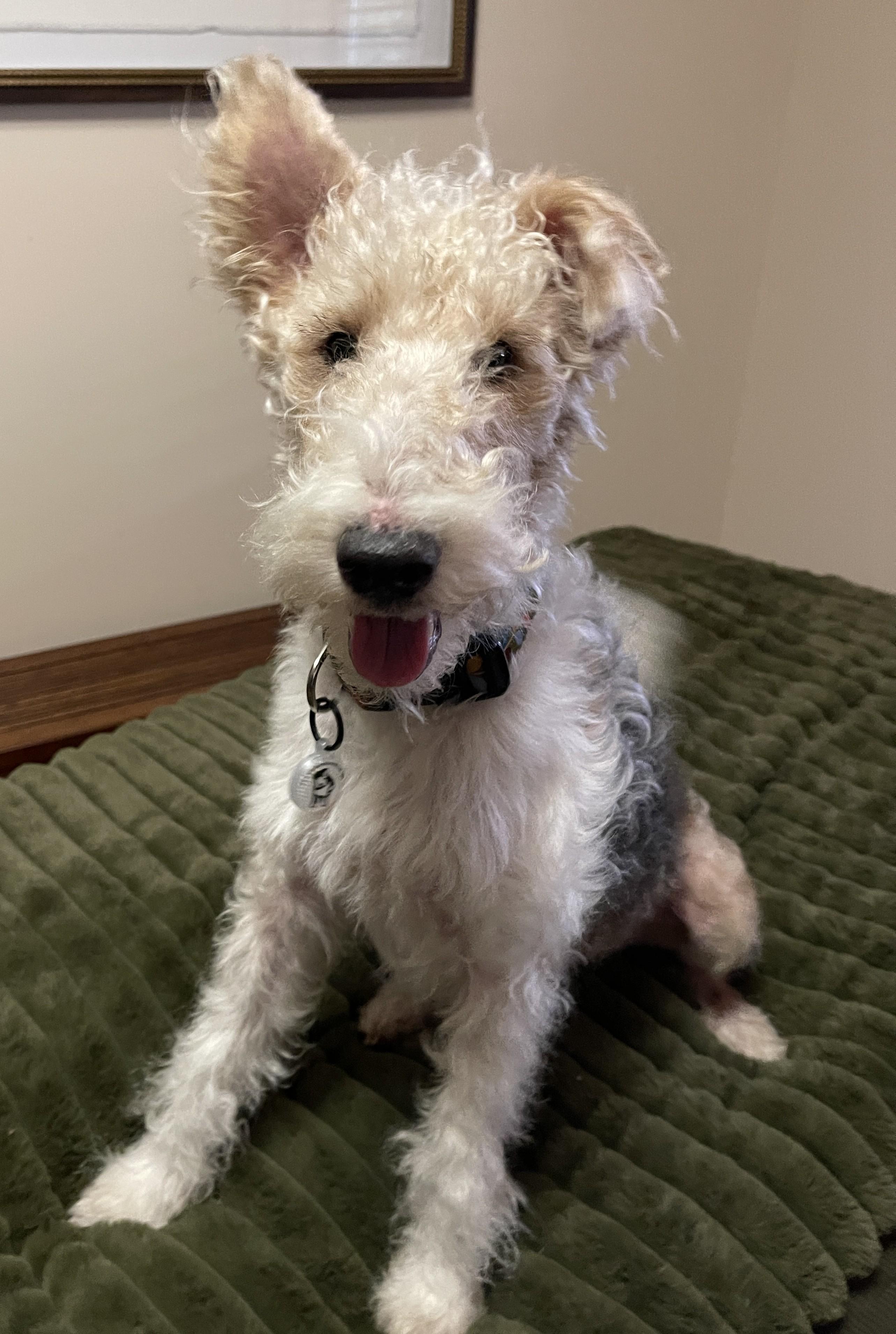 Enlarge LENNY, an adopted Wire Fox Terrier in Mokena, IL image 4/6