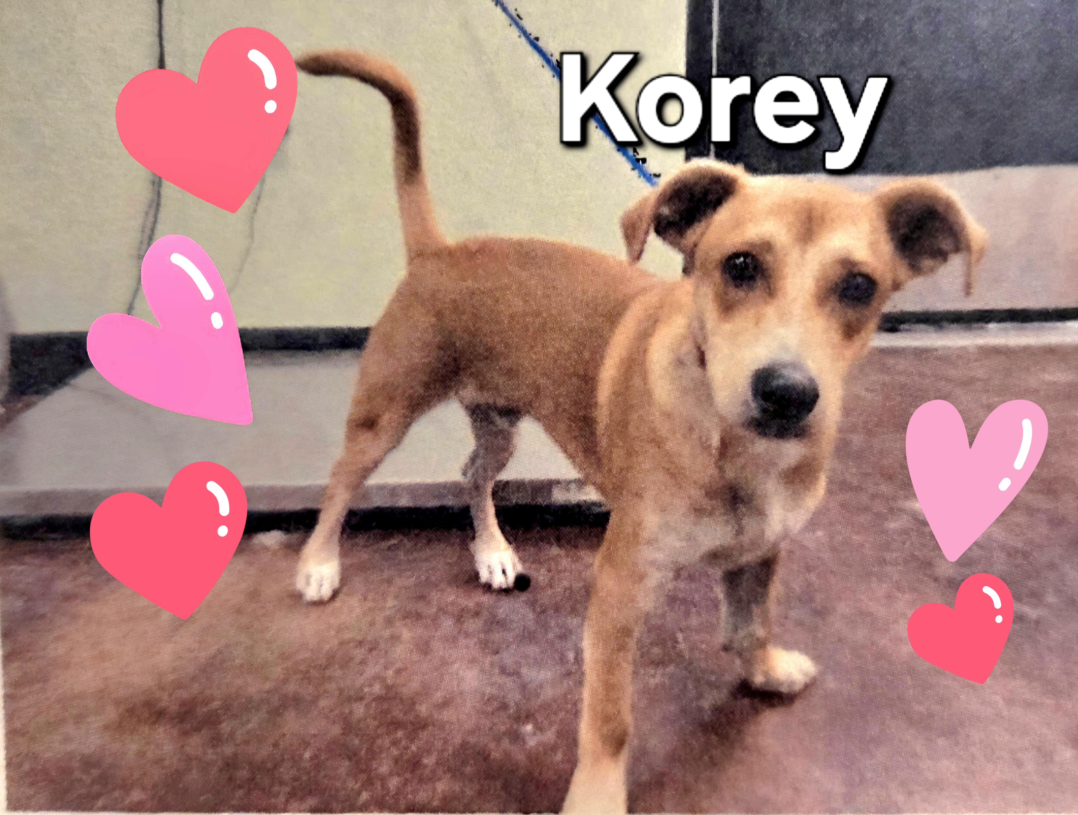 Korey, ADOPTABLE, Young Male Terrier.