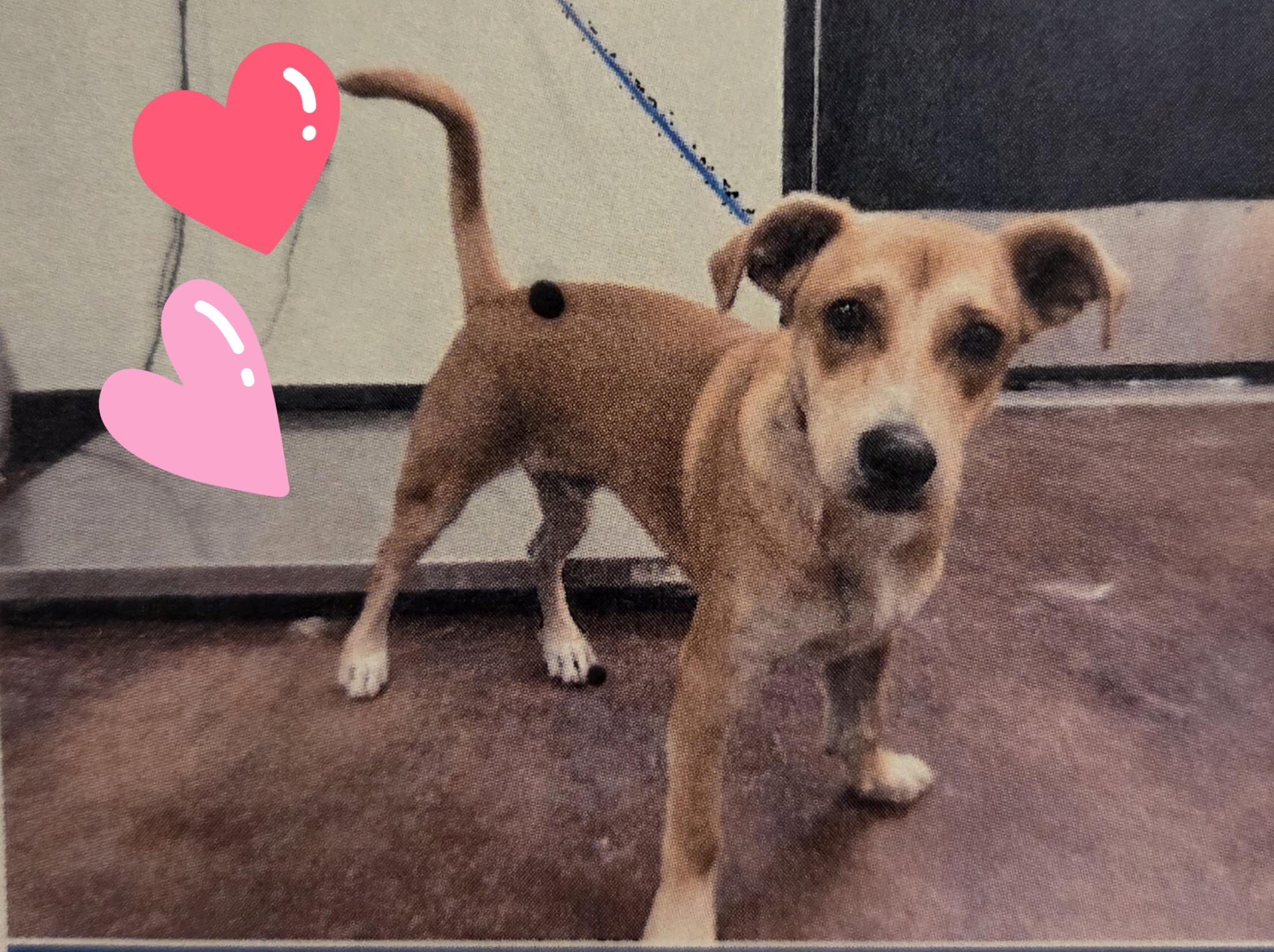 Korey, ADOPTABLE, Young Male Terrier.