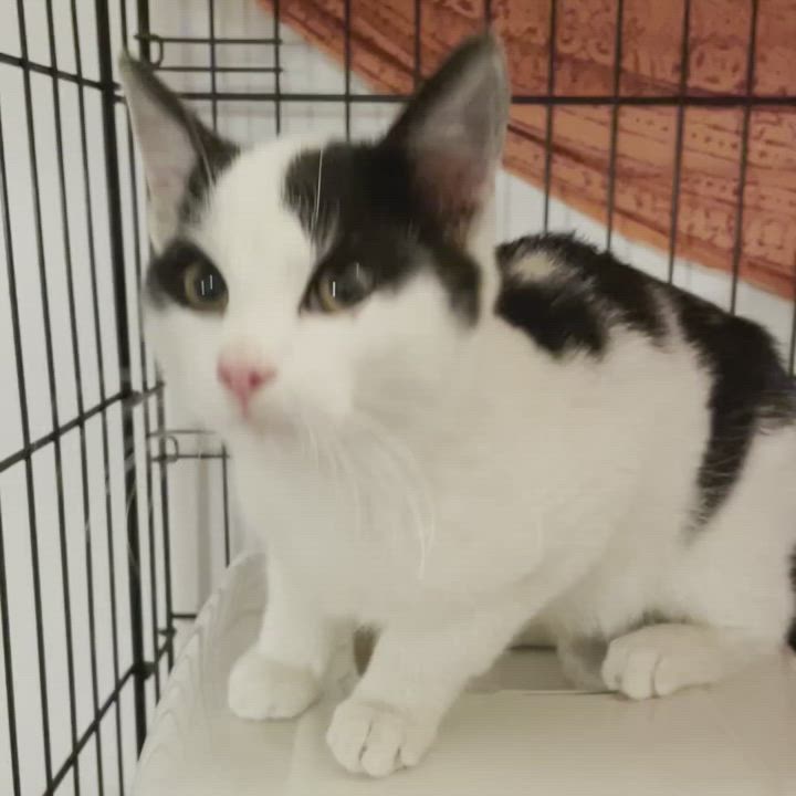 Enlarge Riley, a Adopted American Shorthair in Bronx, NY video 4/6