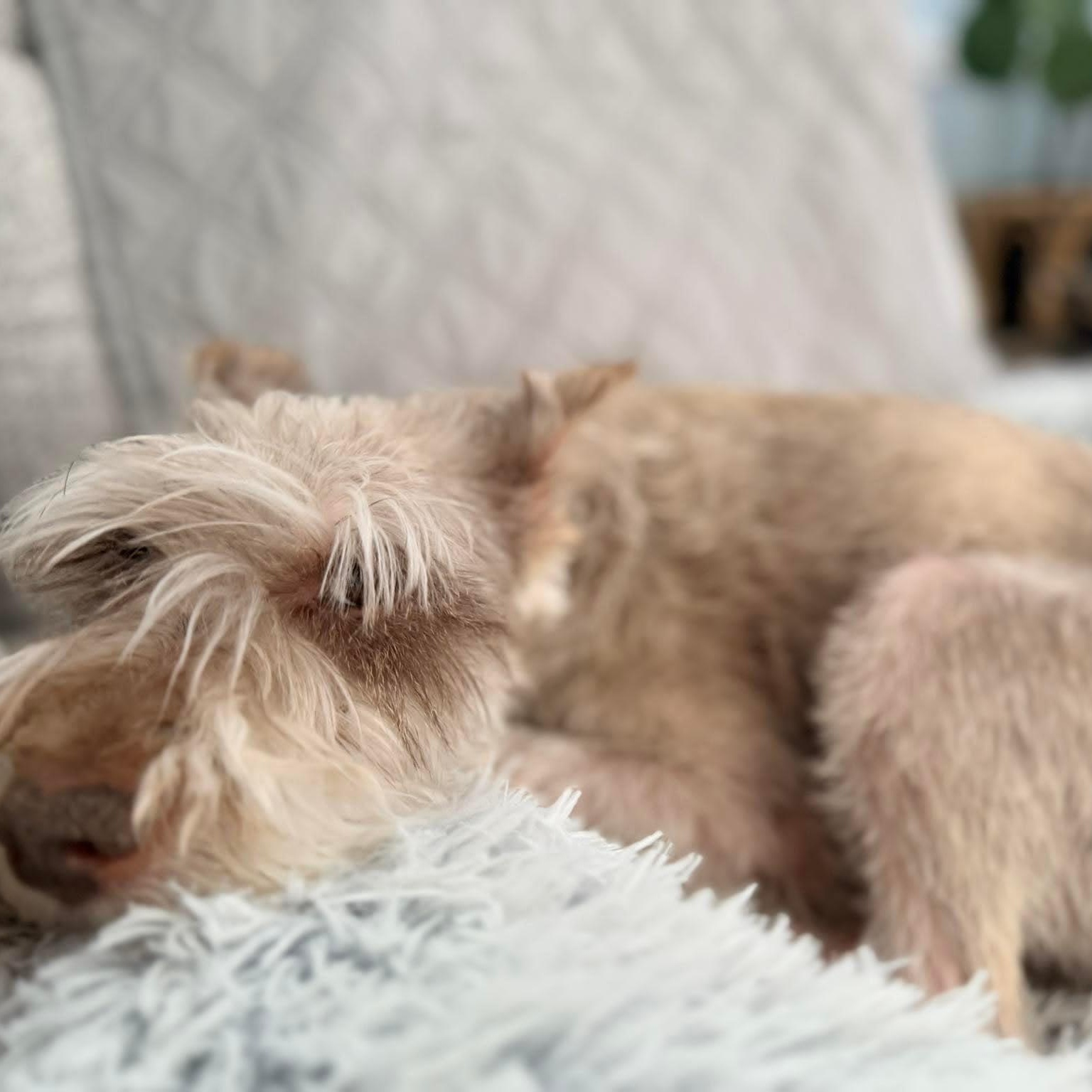Appa - Foster me, a ADOPTABLE Miniature Schnauzer in Homer Glen, IL image 3/4