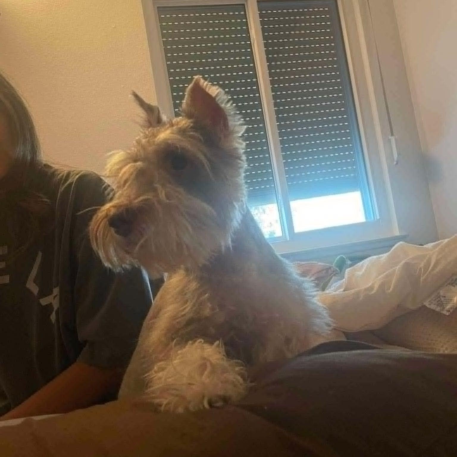 Appa - Foster me, a ADOPTABLE Miniature Schnauzer in Homer Glen, IL image 2/4