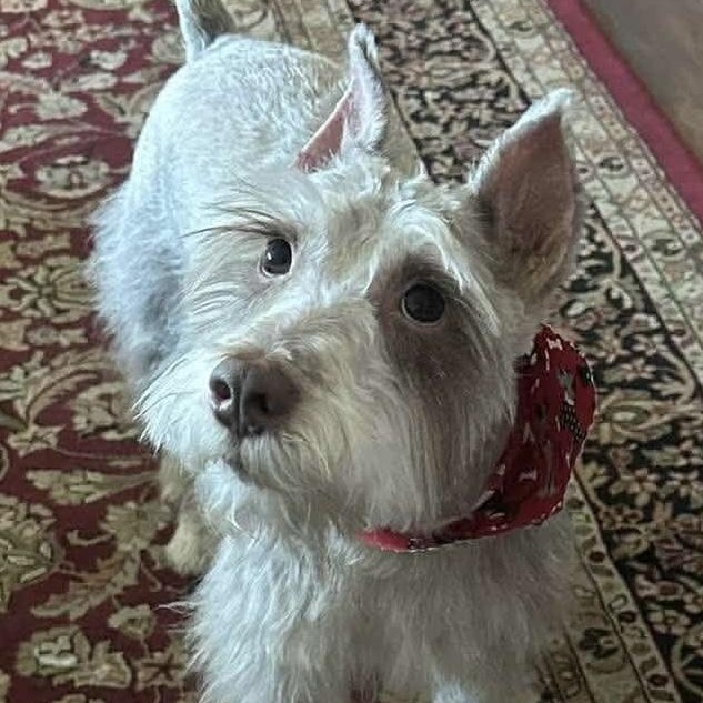Appa - Foster me, a ADOPTABLE Miniature Schnauzer in Homer Glen, IL image 1/4