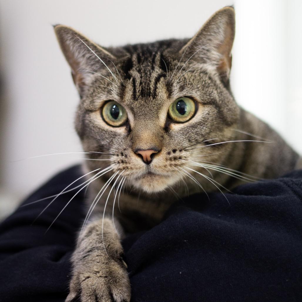 Enlarge Marley (fka Felicia), a Adoptable Domestic Short Hair in Cumming, GA image 1/1