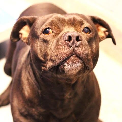 26-01499 SOUSA, Adoptable, Adult Male Pit Bull Terrier.