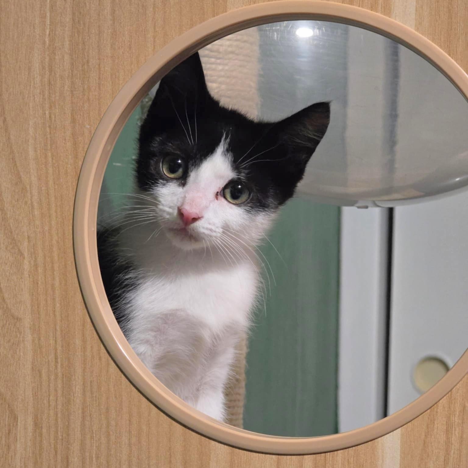Tall, Baby Male Domestic Short Hair