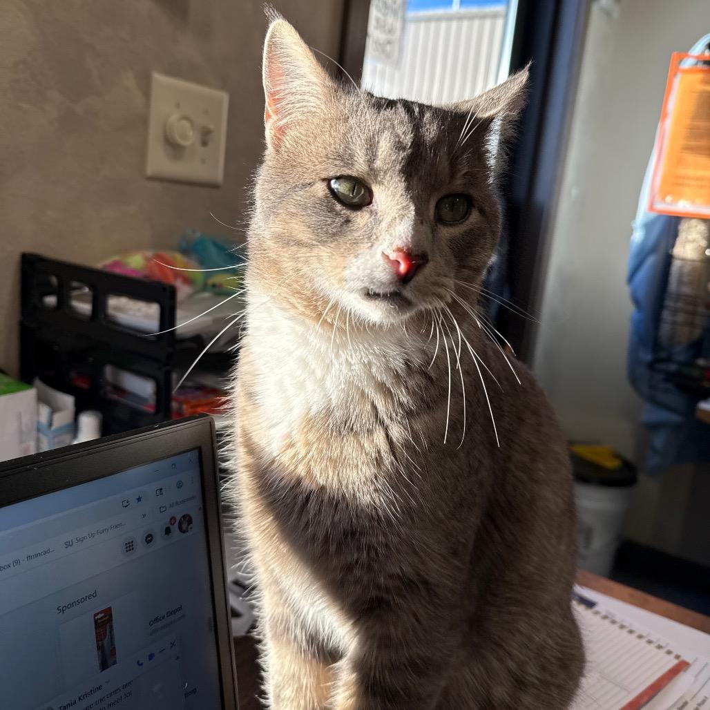 Max (fka Asher/Noah), a Adoptable Domestic Short Hair in Bismarck, ND image 1/4