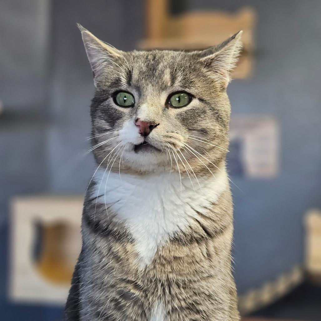 Max (fka Asher/Noah), a Adoptable Domestic Short Hair in Bismarck, ND image 2/4