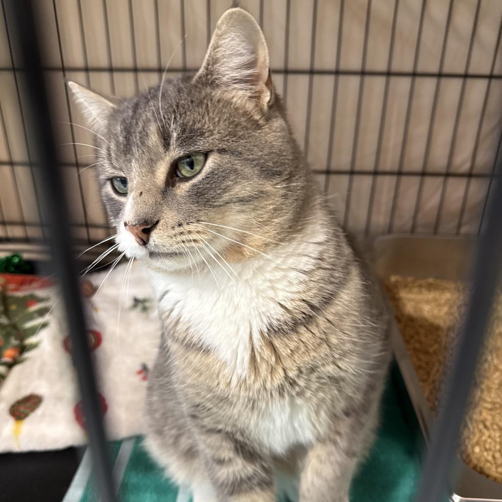 Max (fka Asher/Noah), a Adoptable Domestic Short Hair in Bismarck, ND image 3/4