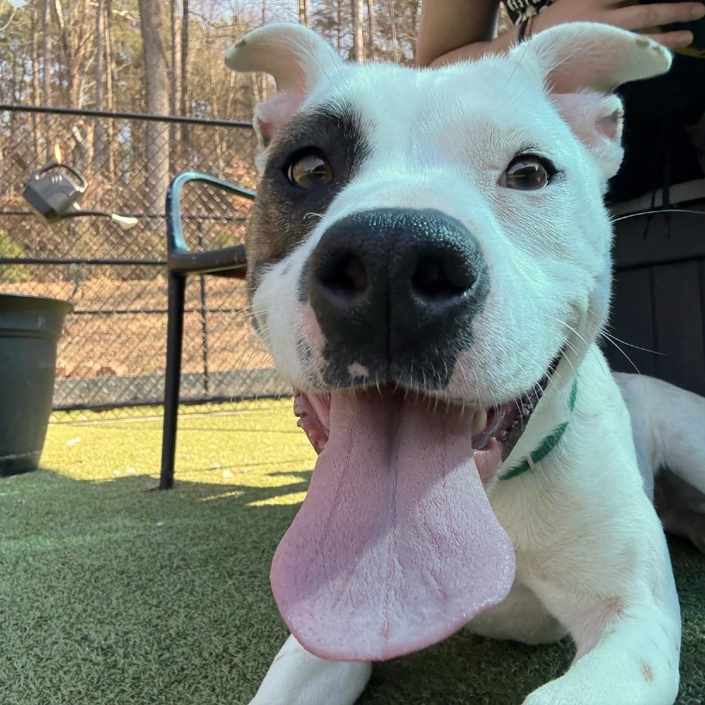 Bitz, Adoptable, Young Female Pit Bull Terrier.
