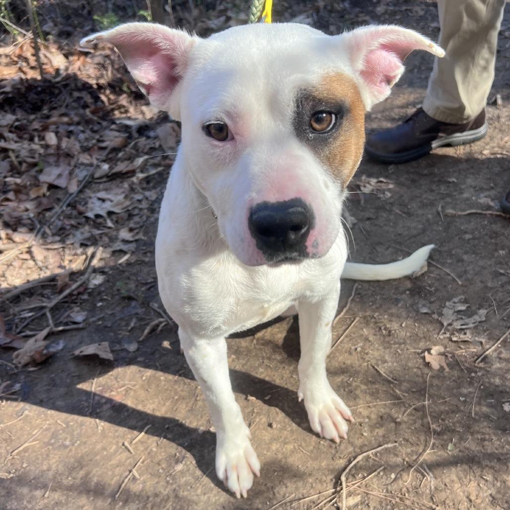 Enlarge Bitz, a Adoptable Pit Bull Terrier in Greensboro, NC image 2/6
