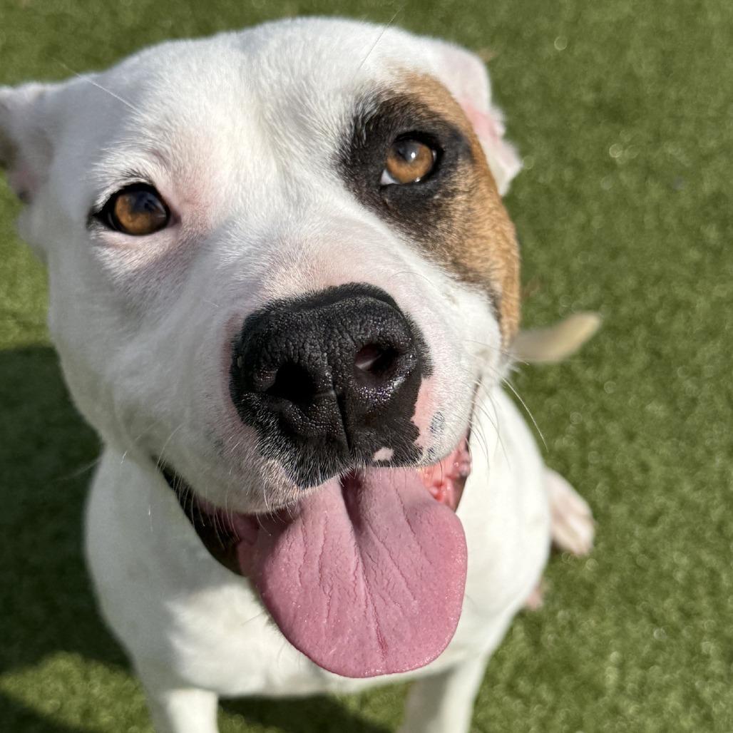 Enlarge Bitz, a Adoptable Pit Bull Terrier in Greensboro, NC image 3/6