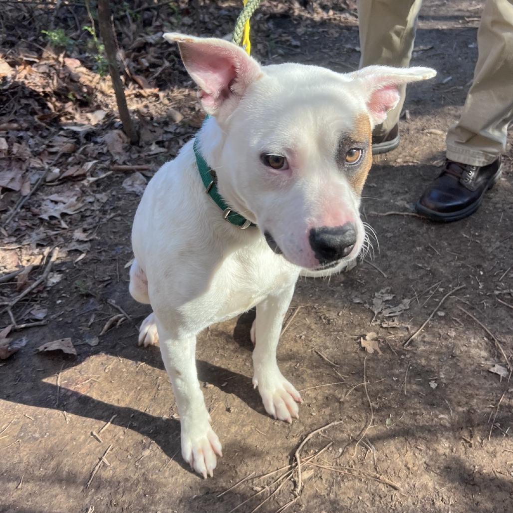 Enlarge Bitz, a Adoptable Pit Bull Terrier in Greensboro, NC image 4/6