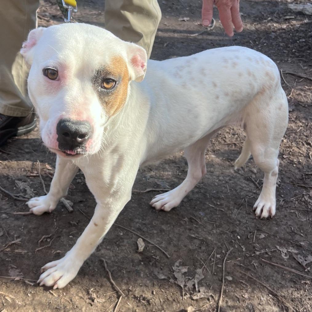 Enlarge Bitz, a Adoptable Pit Bull Terrier in Greensboro, NC image 5/6