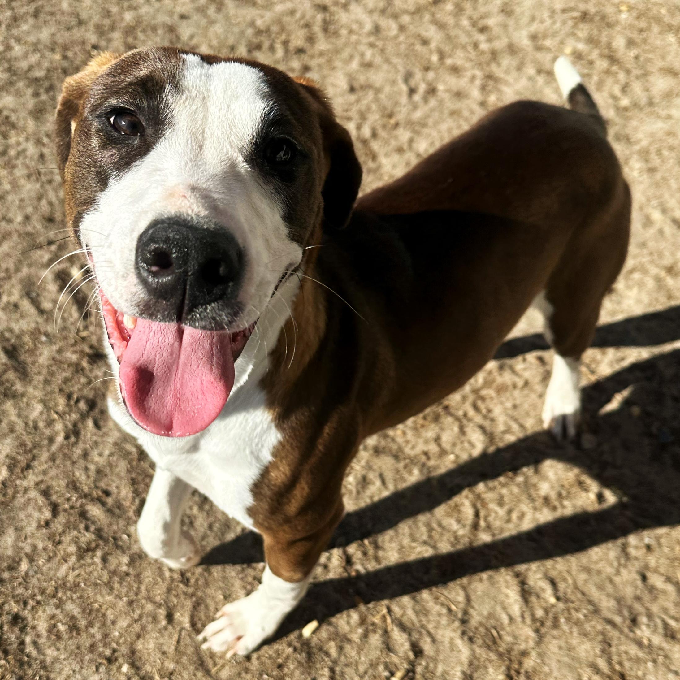 Tia, ADOPTABLE, Puppy Female Hound & Shepherd.