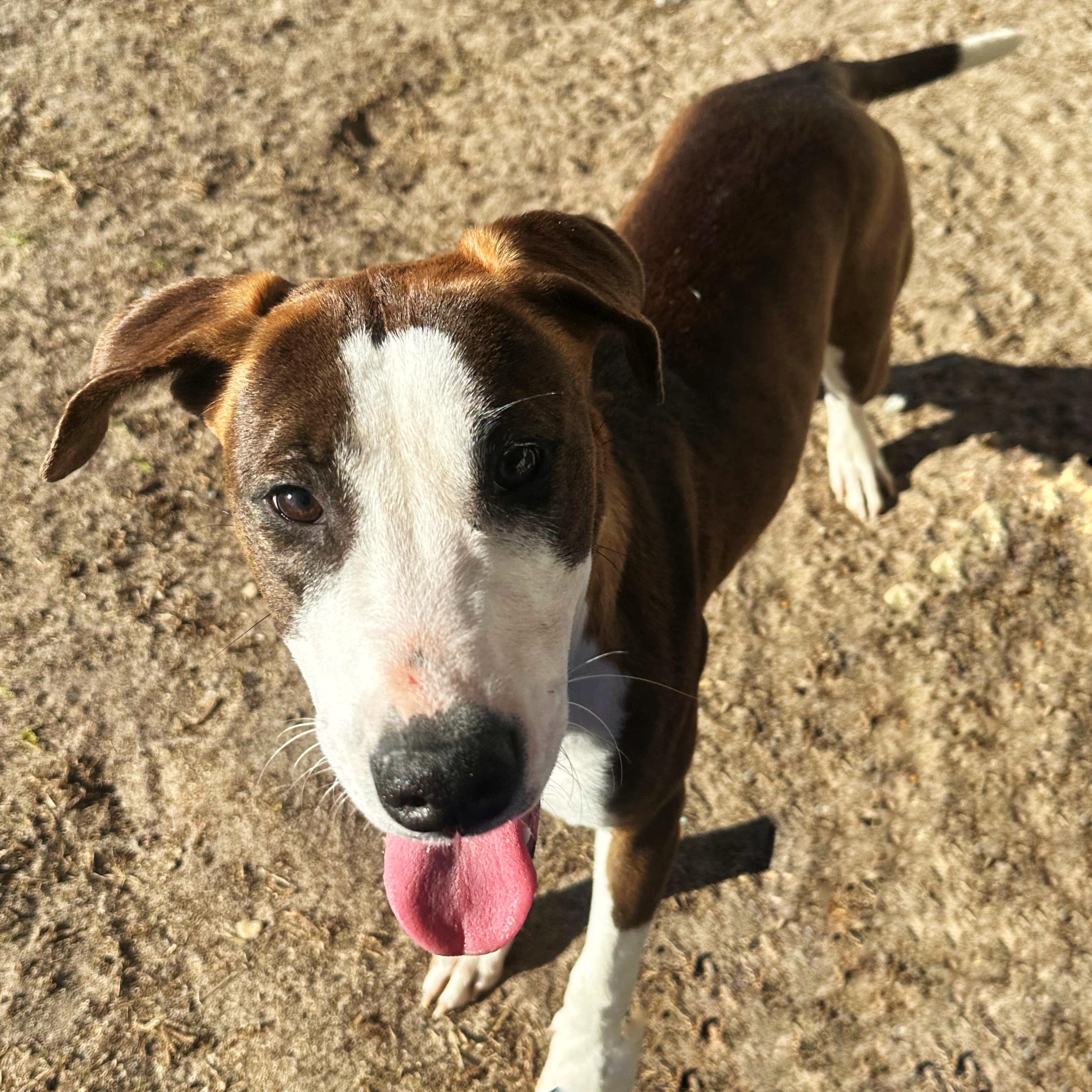 Enlarge Tia, a ADOPTABLE mixed breed in Valdosta, GA image 2/5