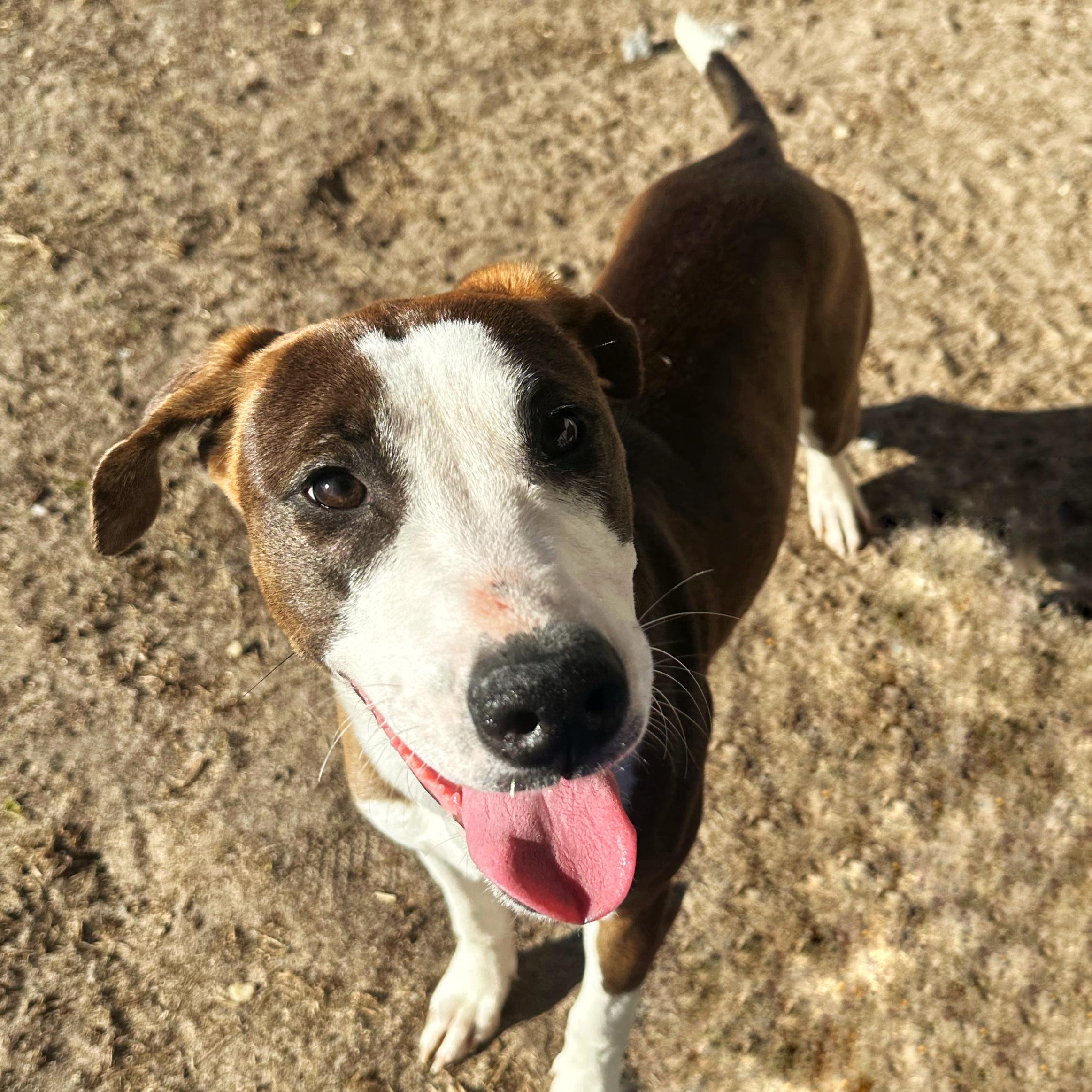 Enlarge Tia, a ADOPTABLE mixed breed in Valdosta, GA image 3/5