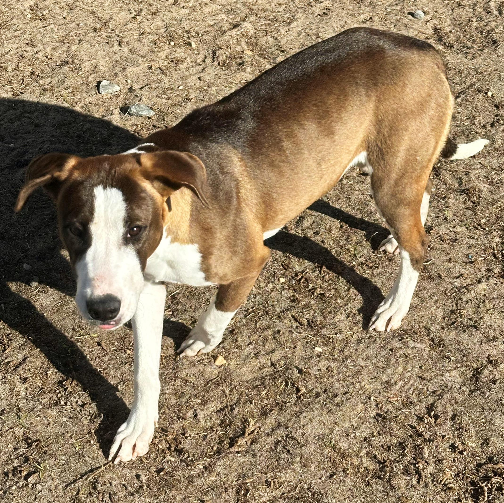 Enlarge Tia, a ADOPTABLE mixed breed in Valdosta, GA image 4/5