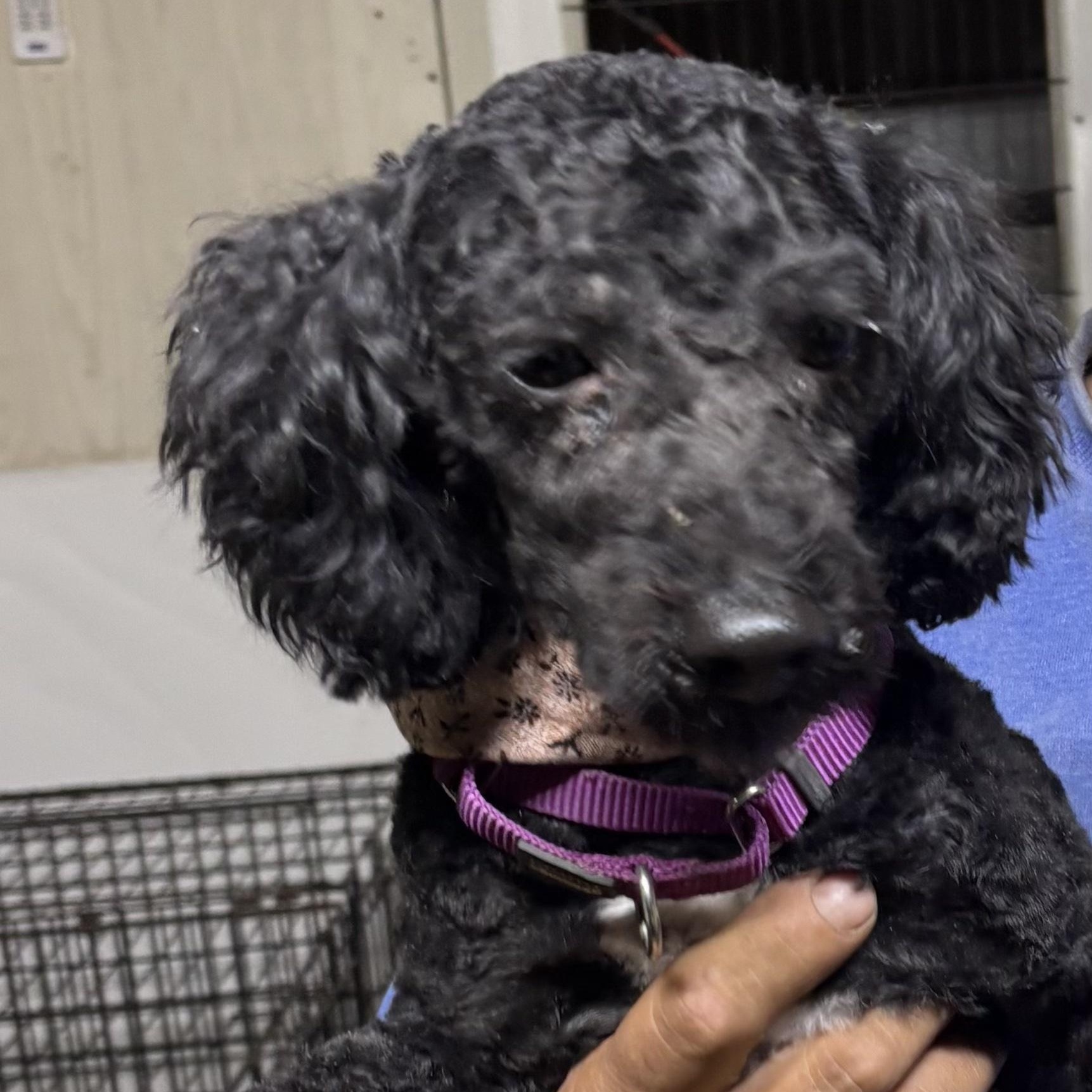 Hooper, Adoptable, Young Male Cavapoo.