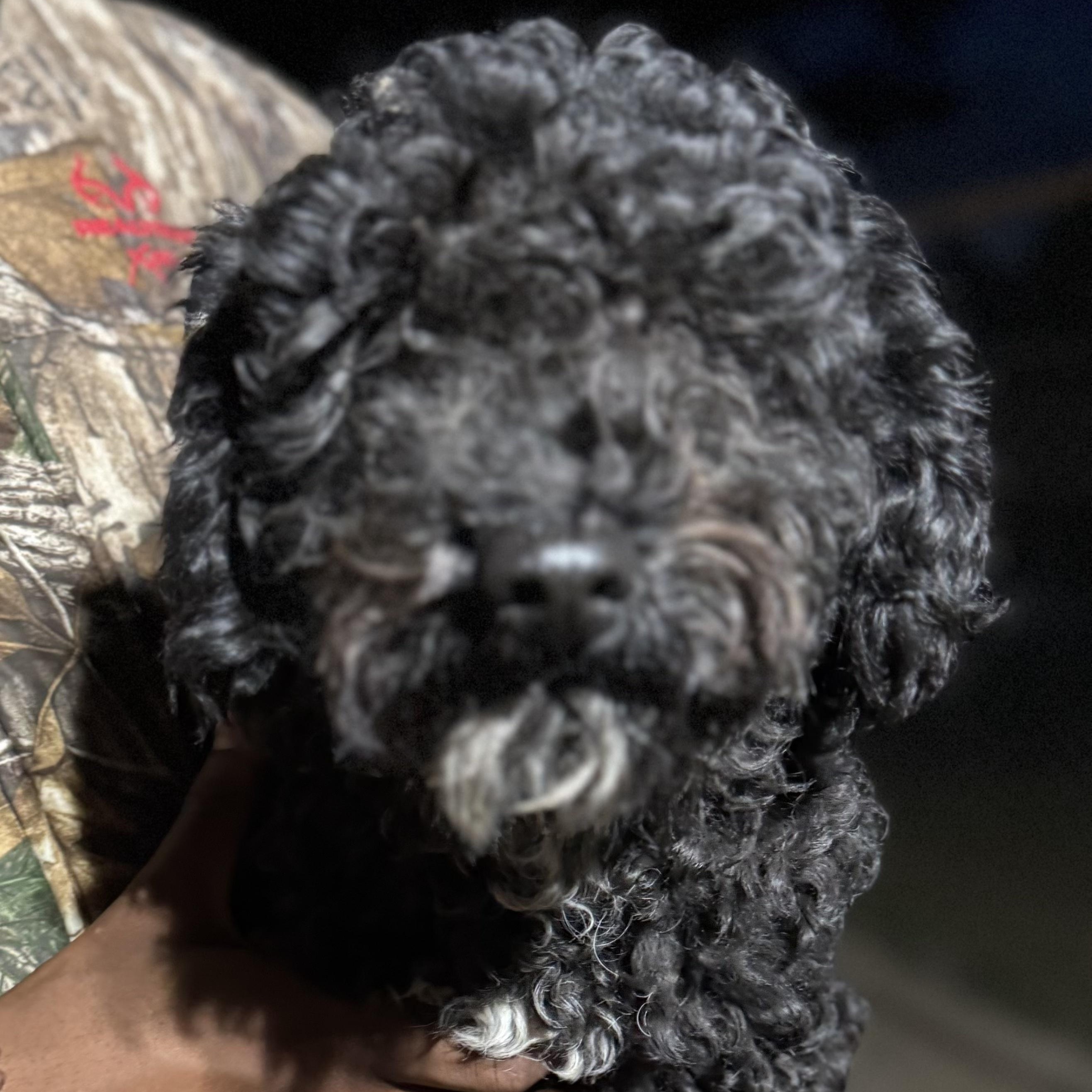 Hooper, a Adoptable Cavapoo in Oak Bluffs, MA image 2/2