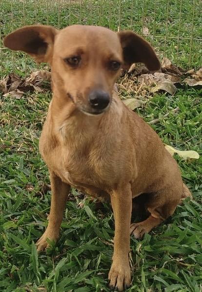 Enlarge MINNIE - 2yrs 12lbs, a Adoptable mixed breed in North York, ON image 2/4