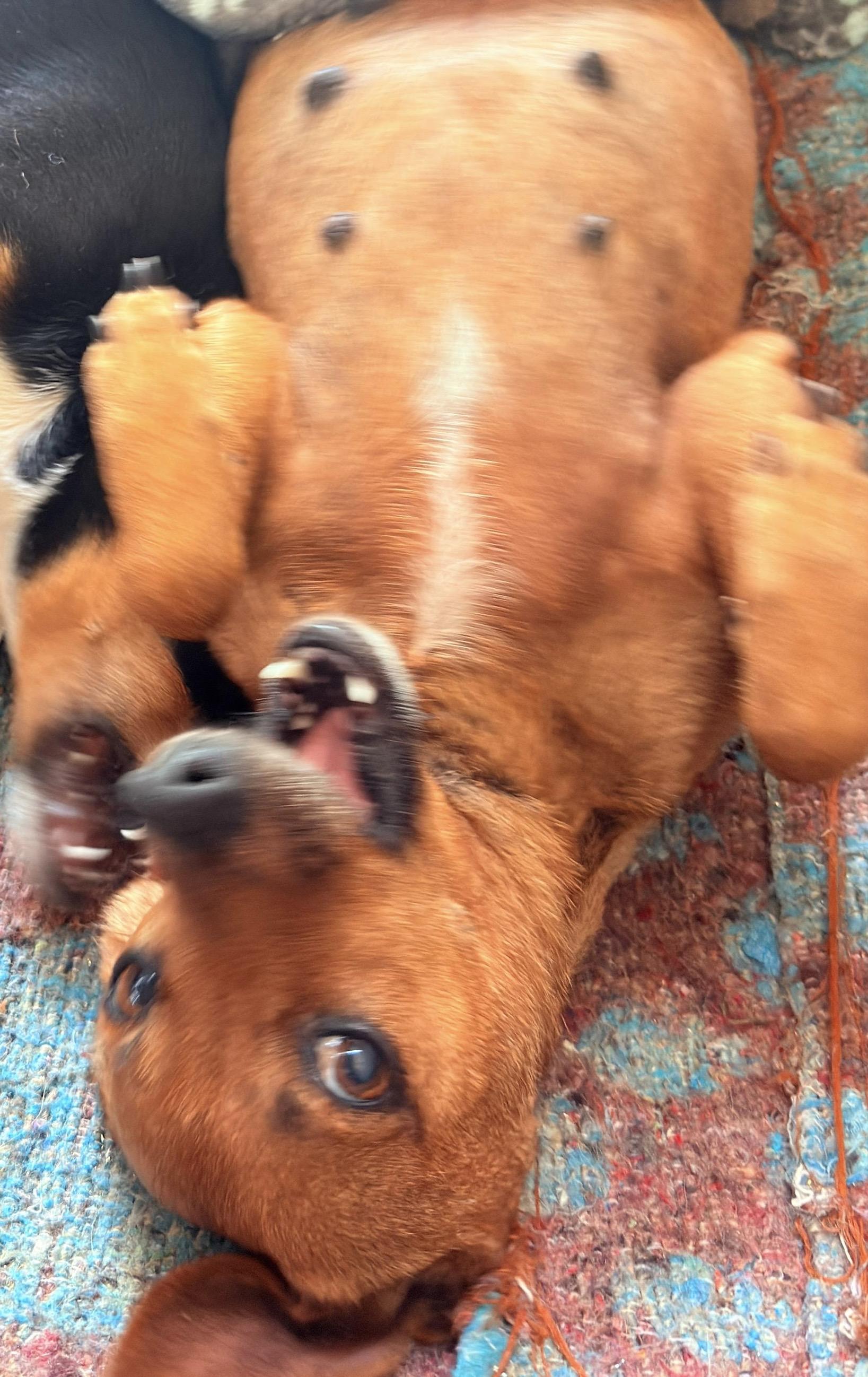 MINNIE - 2yrs 12lbs, Adoptable, Adult Female Miniature Pinscher.