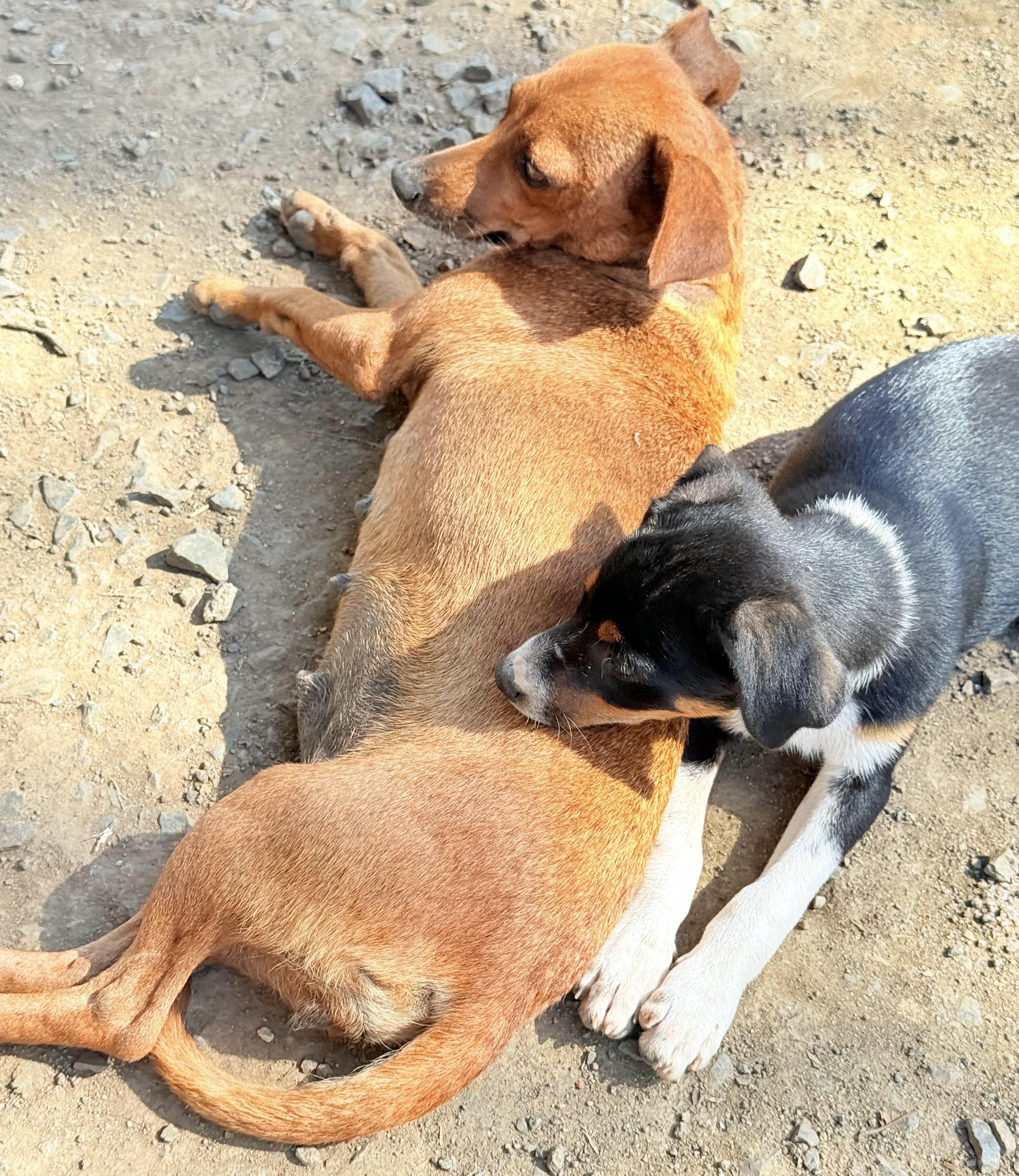 Enlarge MINNIE, a Adoptable mixed breed in North York, ON image 2/2