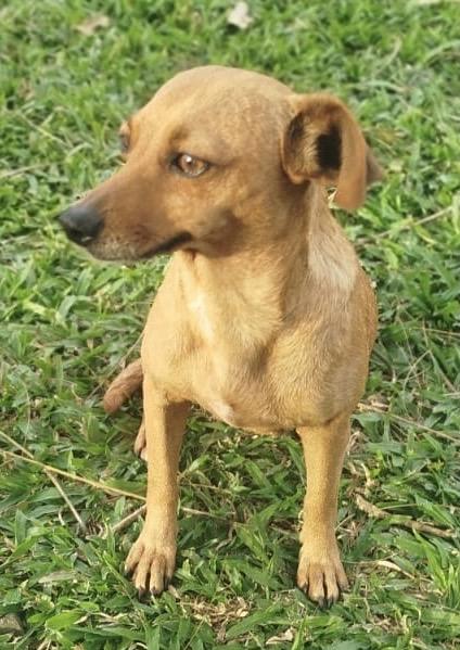 Enlarge MINNIE - 2yrs 12lbs, a Adoptable mixed breed in North York, ON image 4/4