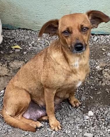 Celeste, Adoptable, Adult Female Chihuahua.