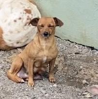 Celeste, a Adoptable mixed breed in North York, ON image 2/2