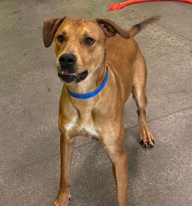 Kyro, Adoptable, Adult Male Black Mouth Cur & Pit Bull Terrier.