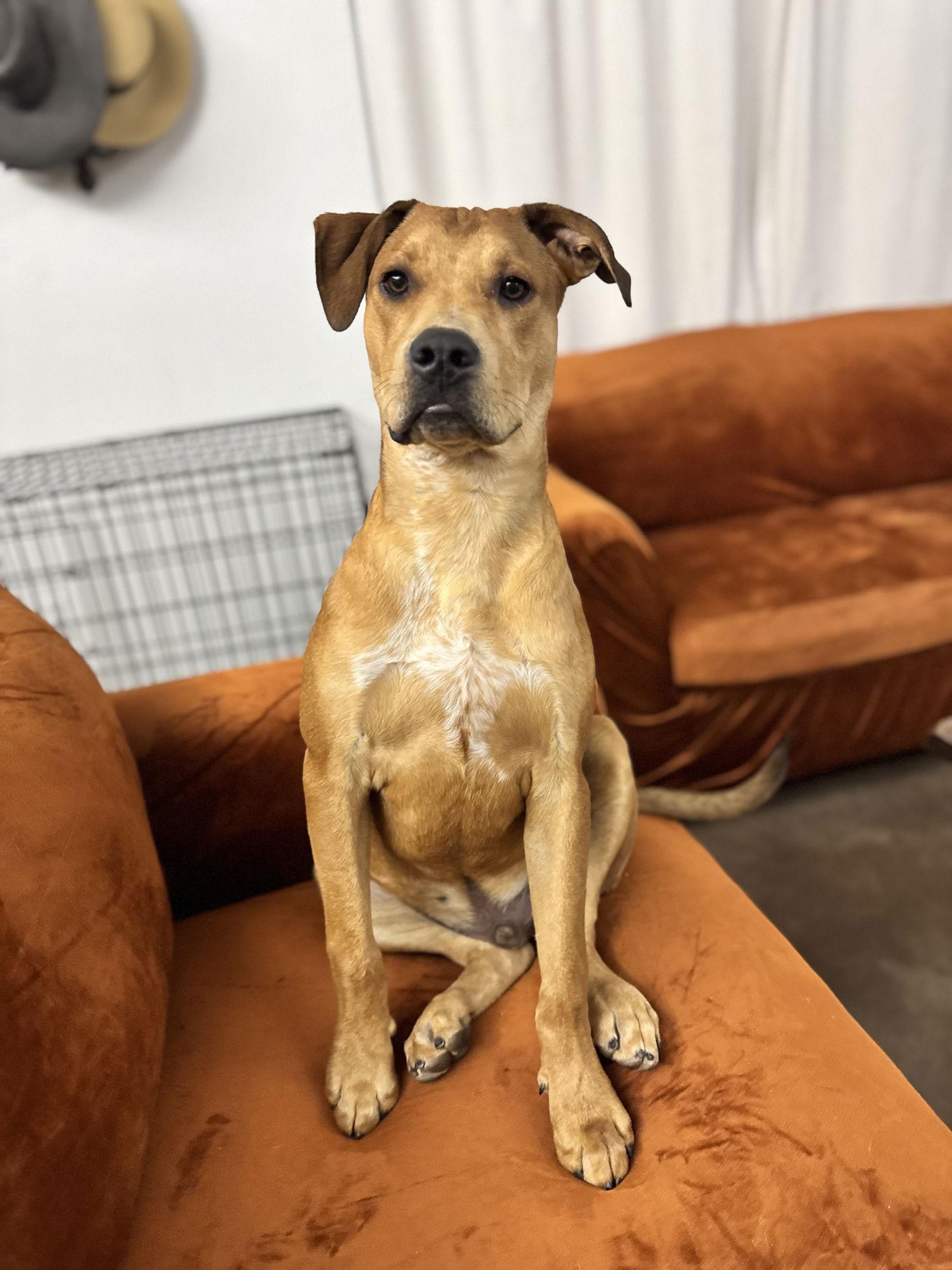 Enlarge Kyro, a Adoptable mixed breed in Queen Creek, AZ image 2/3