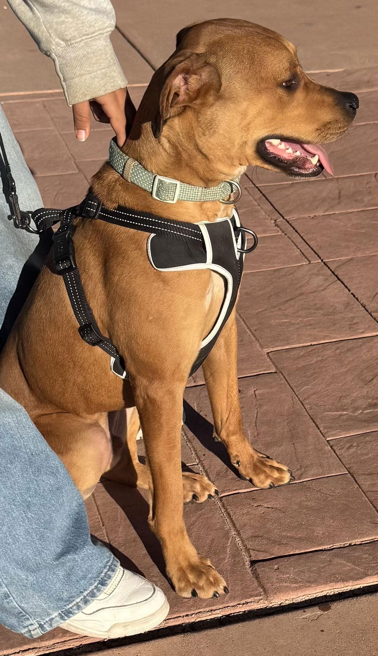 Enlarge Kyro, a Adoptable mixed breed in Queen Creek, AZ image 3/3