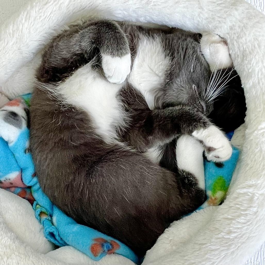 Pegasus, Adoptable, Young Male Domestic Short Hair.