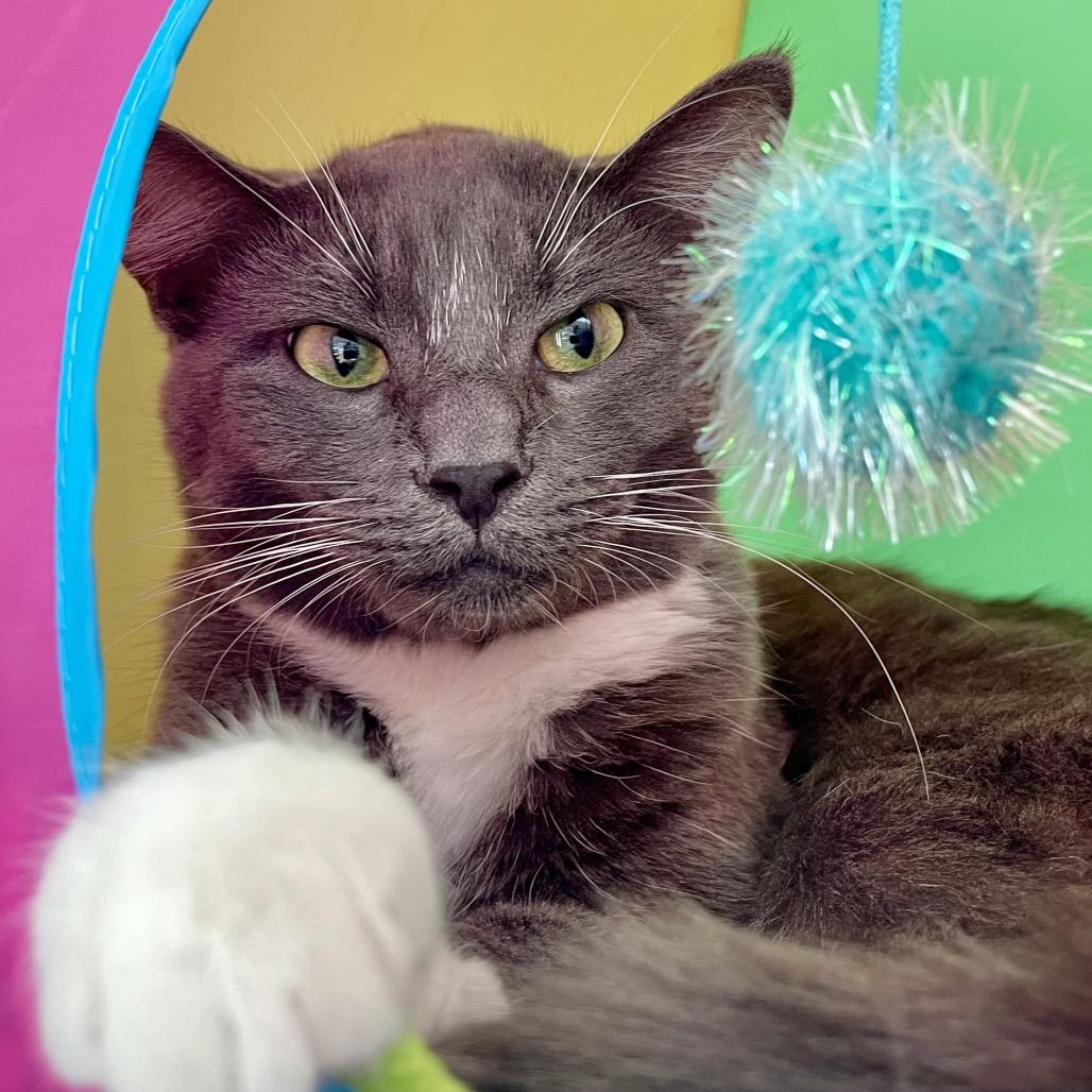 Pegasus, Adoptable, Young Male Domestic Short Hair.