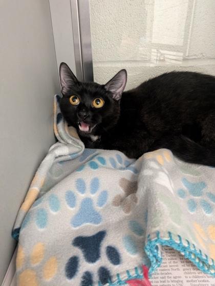 Enlarge Velvet, a Adoptable mixed breed in Louisburg, NC image 1/1