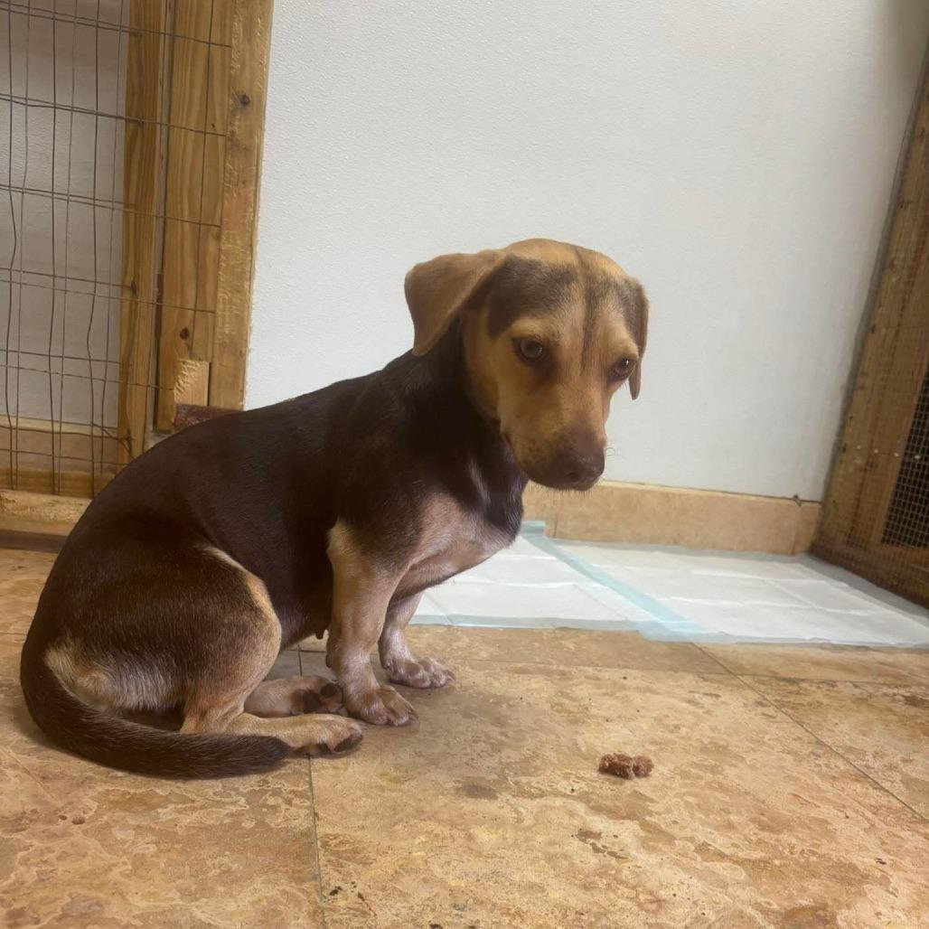 Enlarge Daiquiri, a Adoptable Mixed Breed in Frederiksted, VI image 1/6