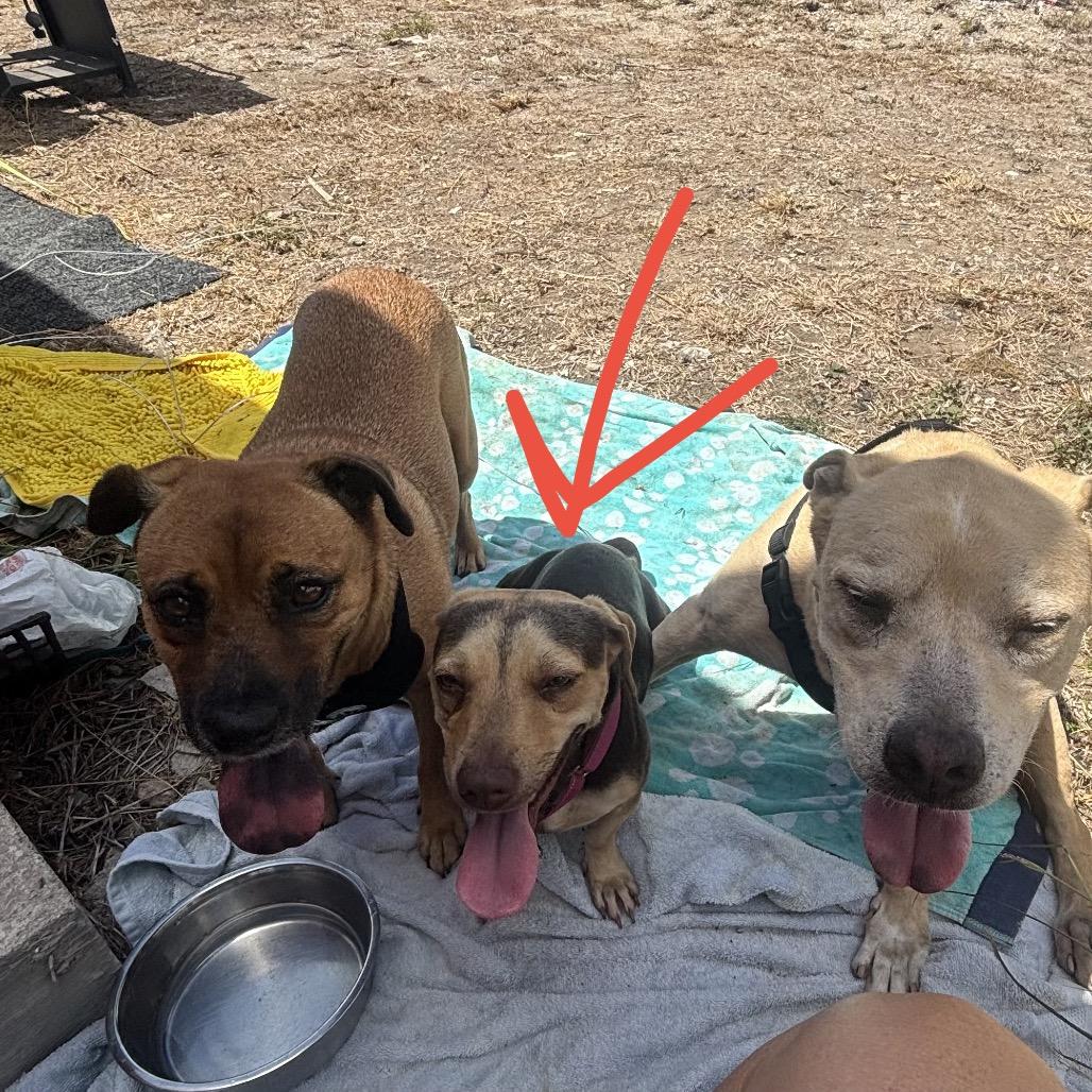Enlarge Daiquiri, a Adoptable Mixed Breed in Frederiksted, VI image 2/6