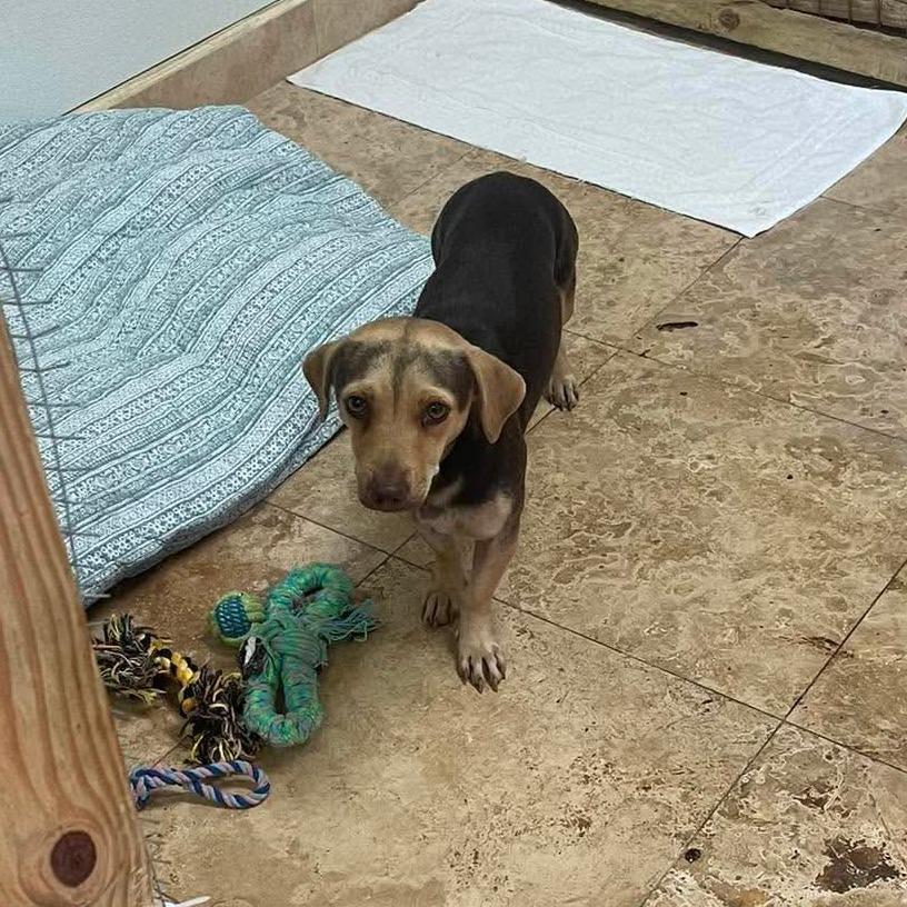 Enlarge Daiquiri, a Adoptable Mixed Breed in Frederiksted, VI image 3/6