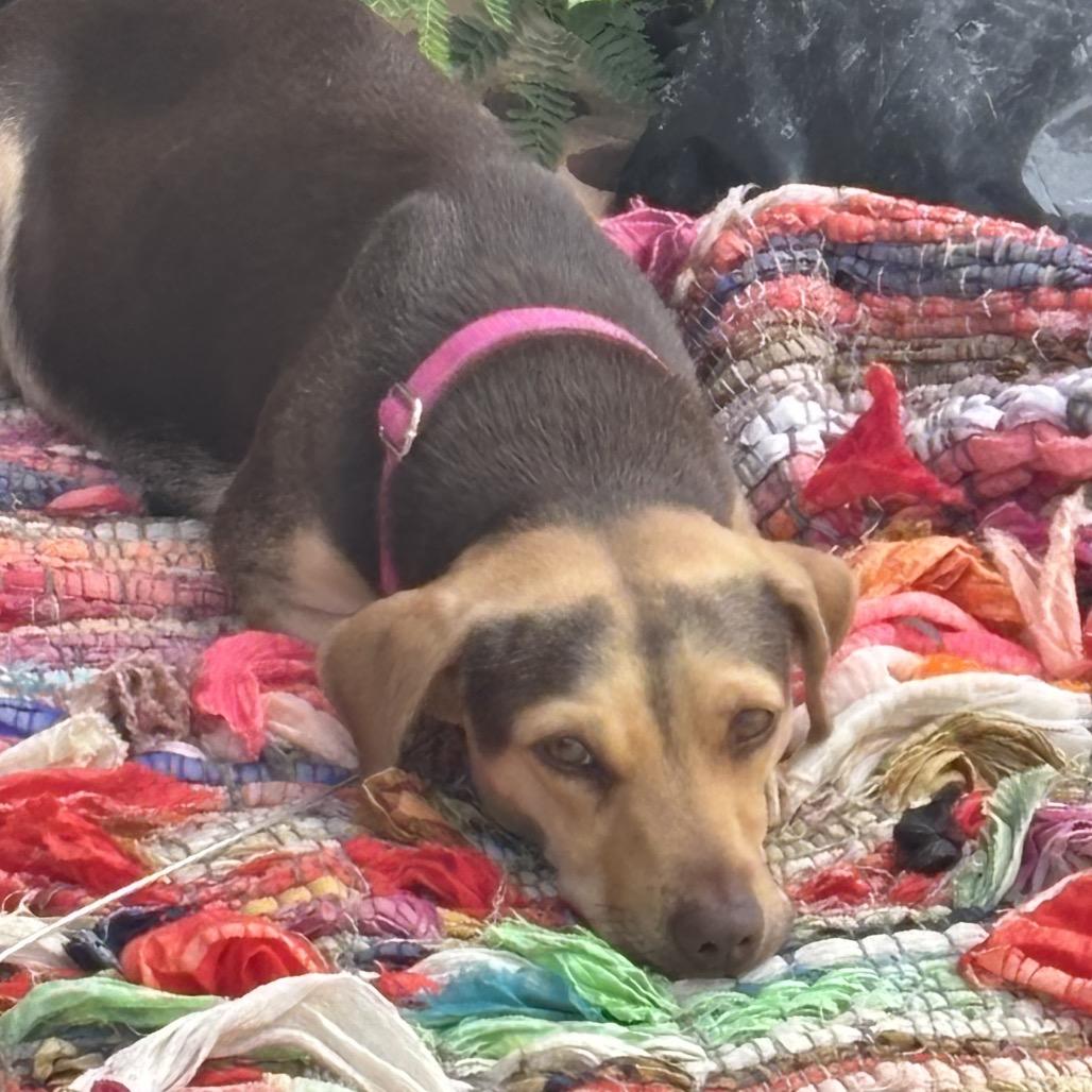 Enlarge Daiquiri, a Adoptable Mixed Breed in Frederiksted, VI image 4/6