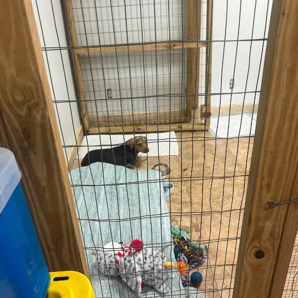 Enlarge Daiquiri, a Adoptable Mixed Breed in Frederiksted, VI image 5/6