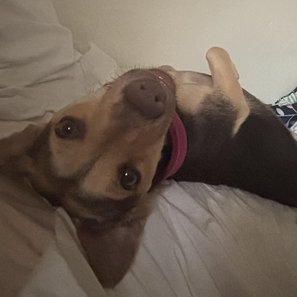 Enlarge Daiquiri, a Adoptable Mixed Breed in Frederiksted, VI image 6/6