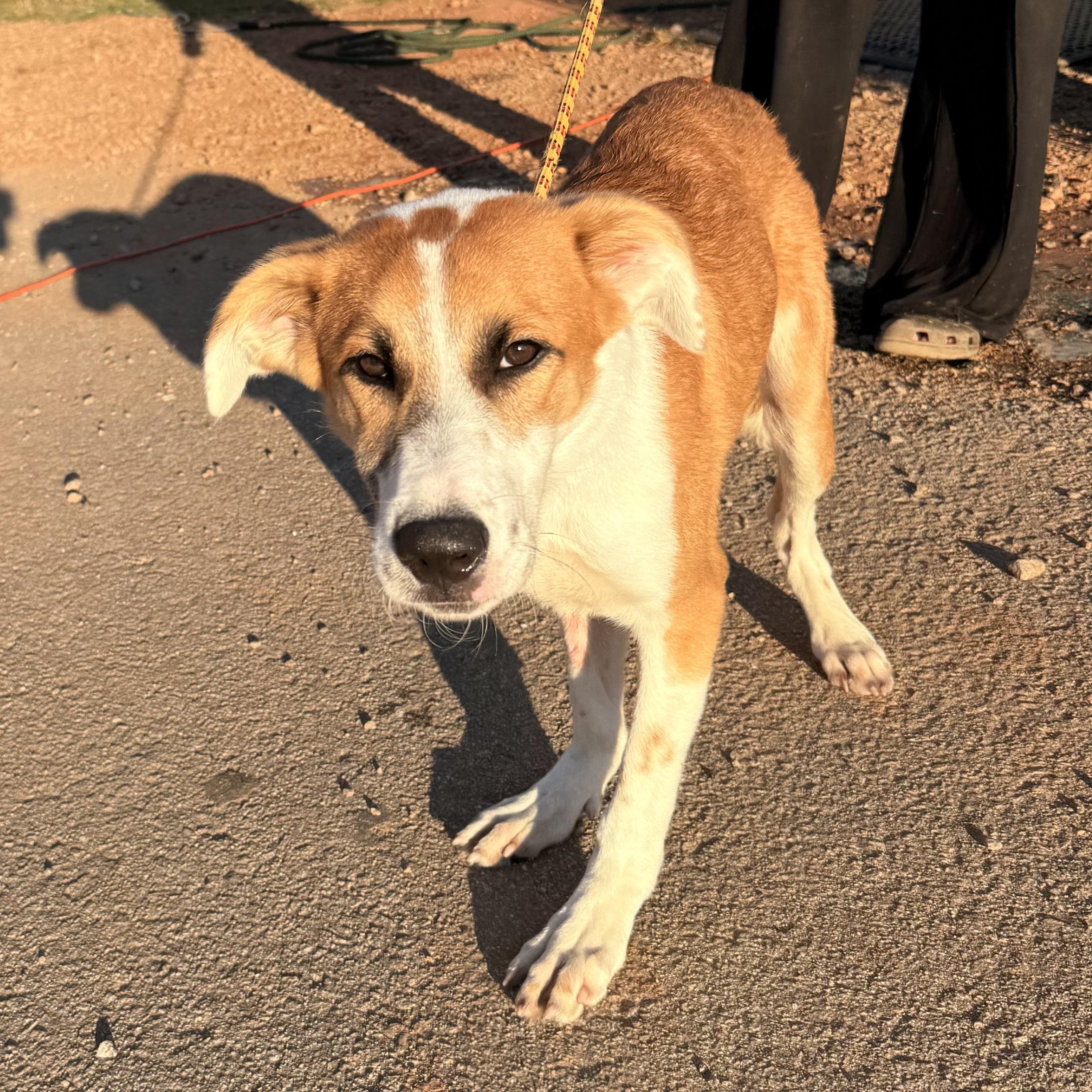 Enlarge Shaggy, a Adoptable mixed breed in Port Byron , NY image 2/5