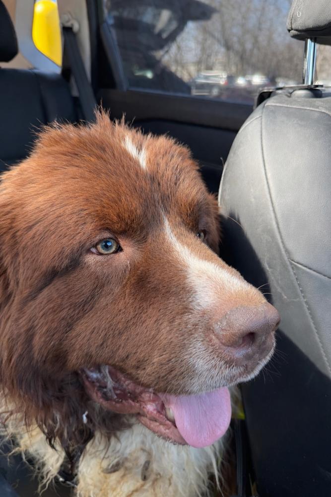 Waffles, Adoptable, Young Male Newfoundland Dog.