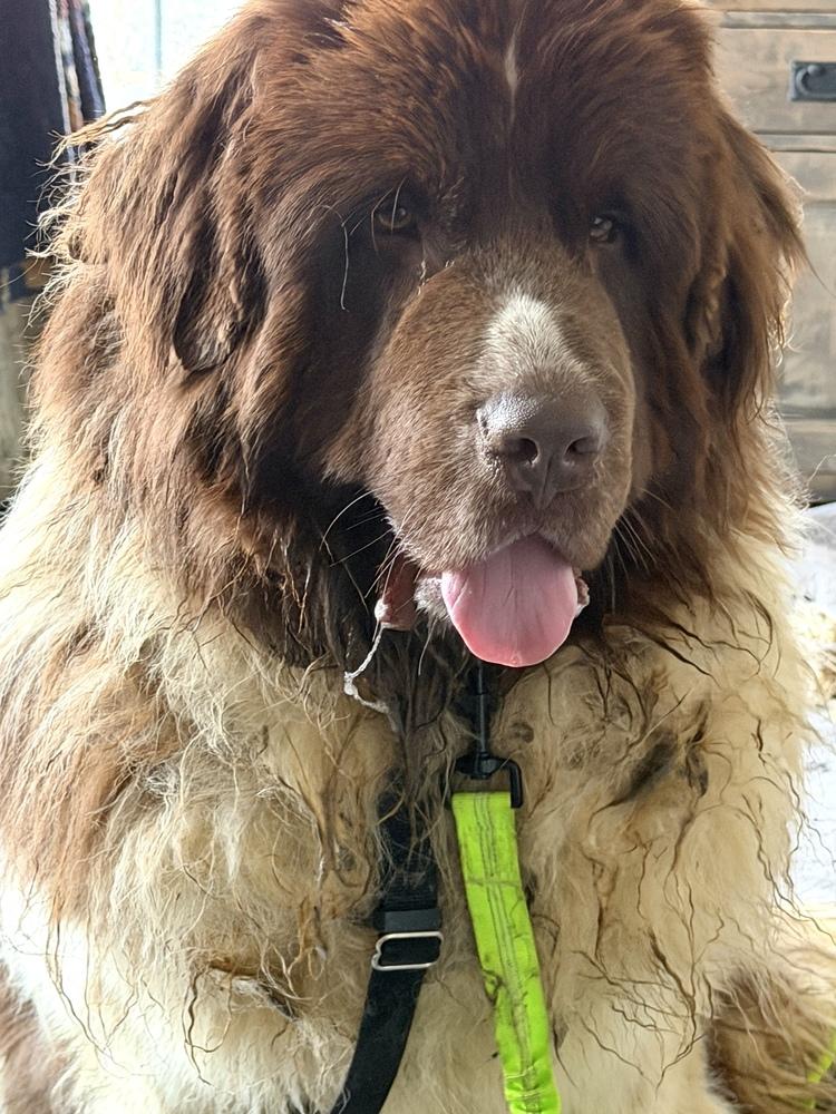 Enlarge Waffles, a Adoptable Newfoundland Dog in Gales Ferry, CT image 2/4