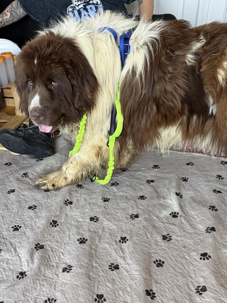 Enlarge Waffles, a Adoptable Newfoundland Dog in Gales Ferry, CT image 3/4