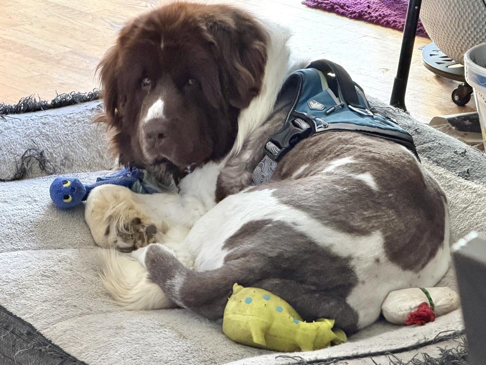 Enlarge Waffles, a Adoptable Newfoundland Dog in Gales Ferry, CT image 2/5