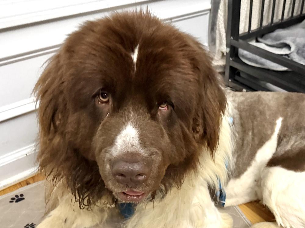 Enlarge Waffles, a Adoptable Newfoundland Dog in Gales Ferry, CT image 3/5