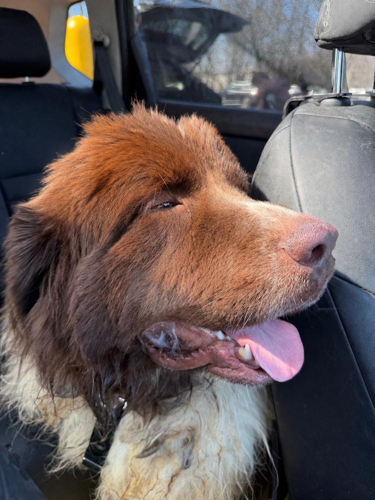 Enlarge Waffles, a Adoptable Newfoundland Dog in Gales Ferry, CT image 4/4