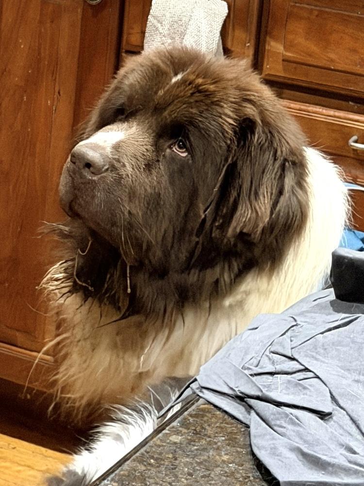 Enlarge Waffles, a Adoptable Newfoundland Dog in Gales Ferry, CT image 4/5